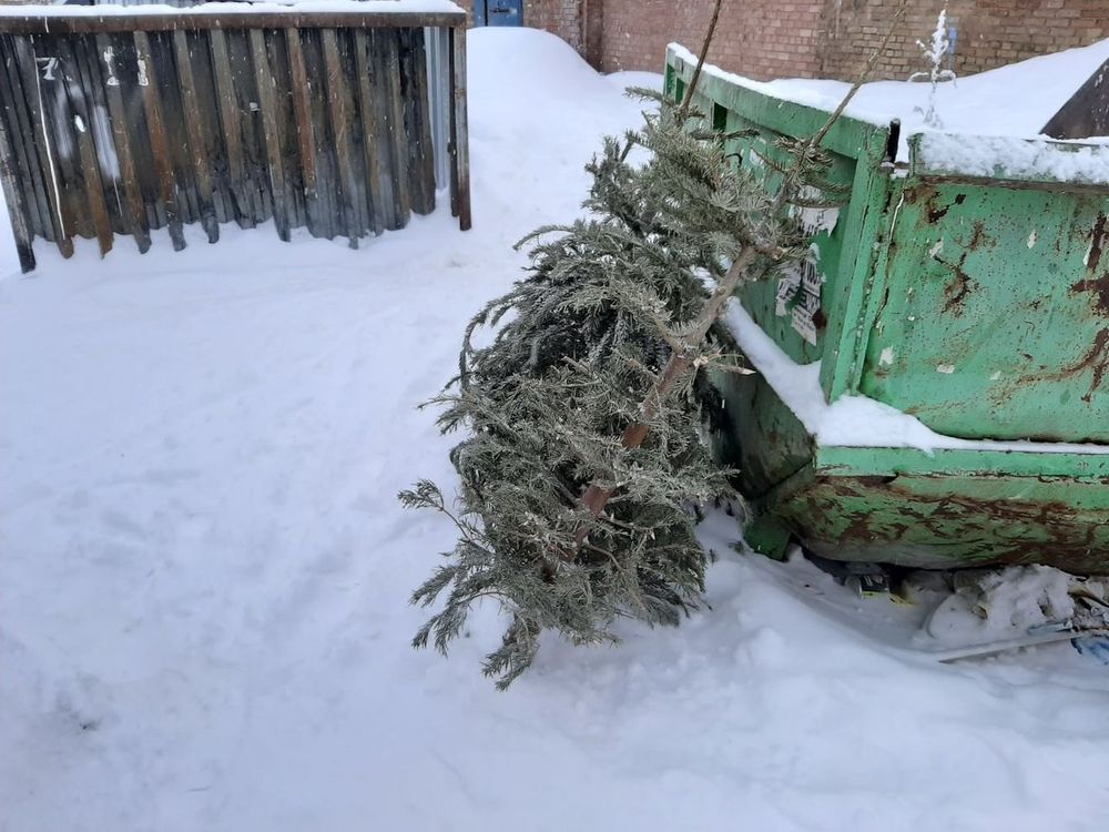 Новогодние ёлки получат вторую жизнь