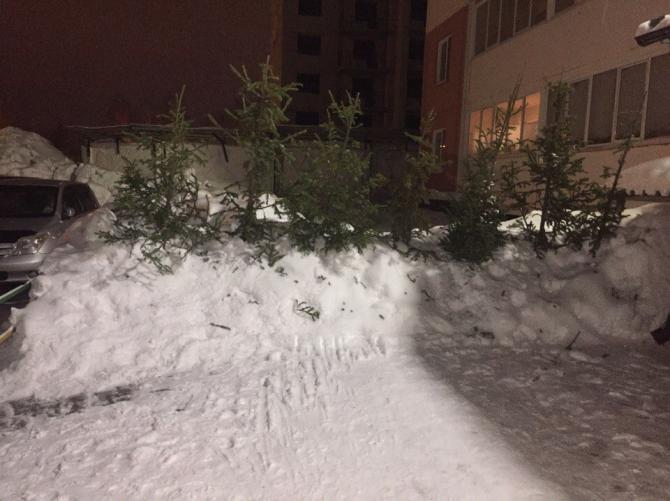 В Ухте и Воркуте новогодним ёлкам дадут вторую жизнь