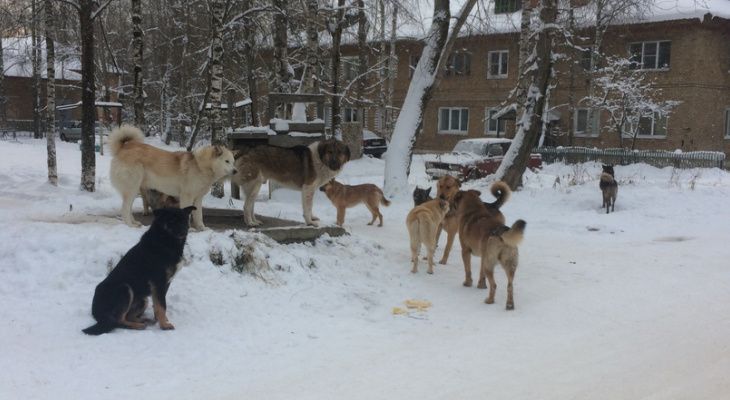 Ухтинским полицейским разрешили стрелять в агрессивных собак