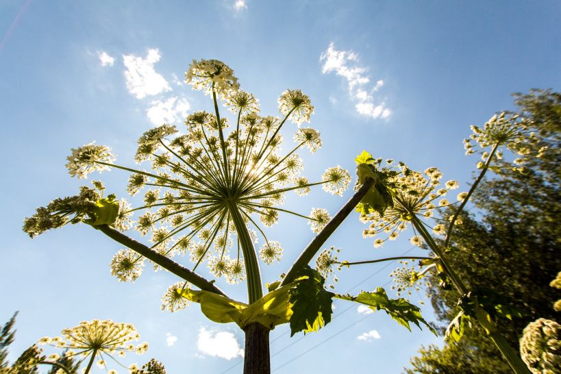 Борьба с борщевиком отменяется