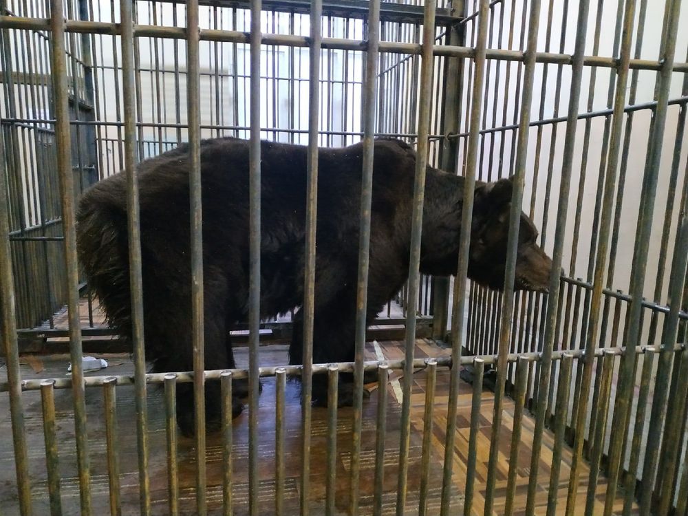 Тревожный переезд: Мишаня из детского парка временно сменил прописку