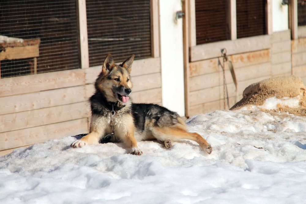 В.Уйба вступился за Ухту
