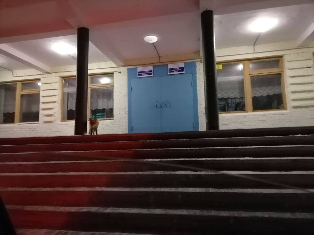 В первый класс записывают? В Ухте к школе пришла лиса