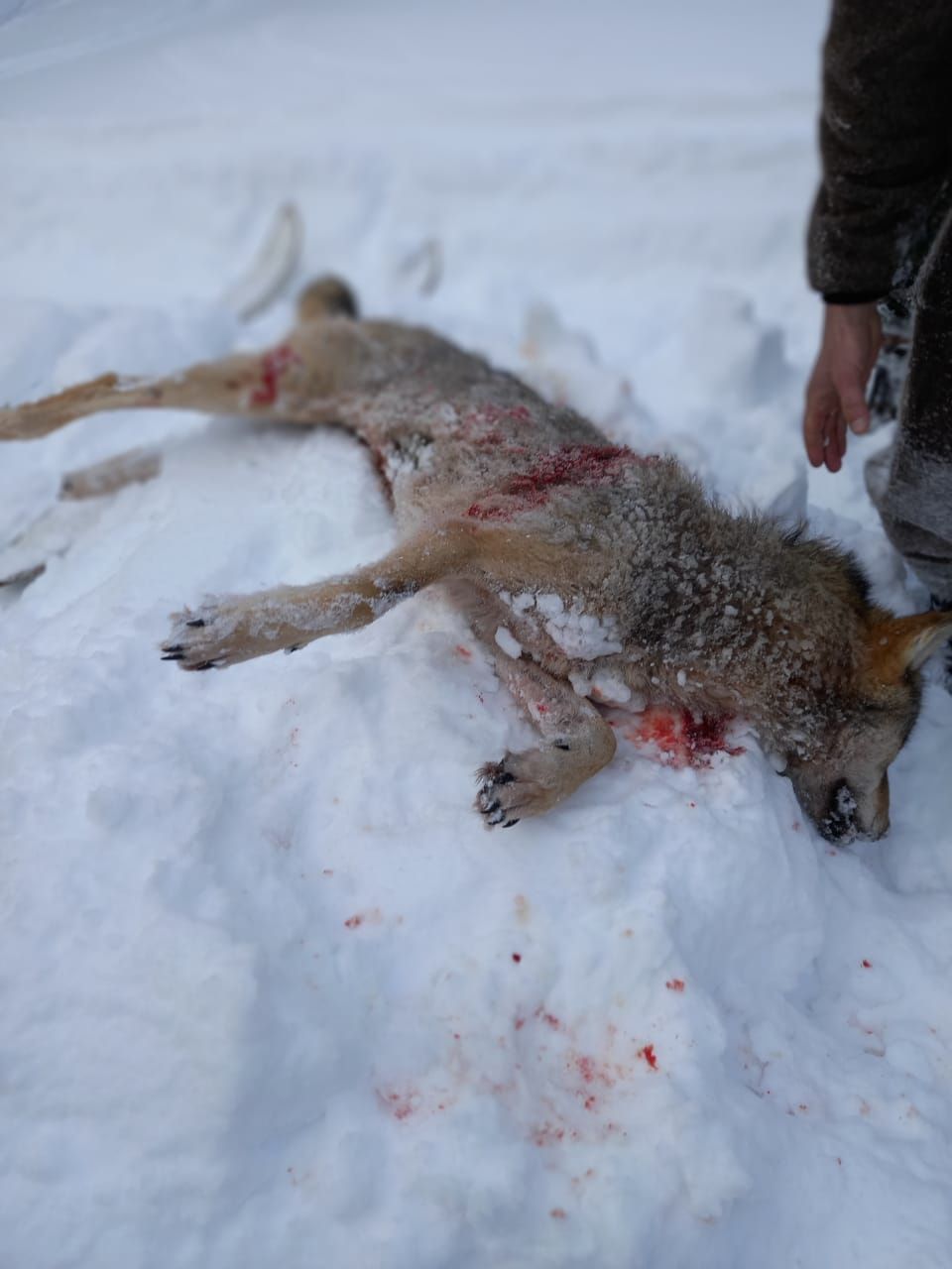 Возле поселка Водный охотники застрелили двух волков