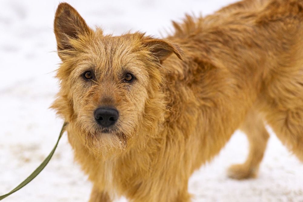 Найда - добрая рыжуха ищет дом