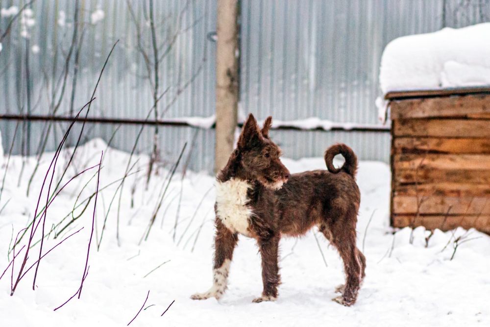 Красавчик Борис переехал в Ижемский район