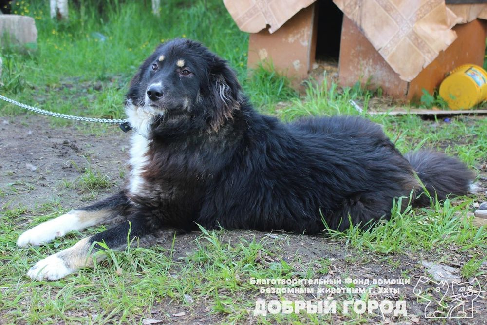 Тэя - большая, но очень добрая