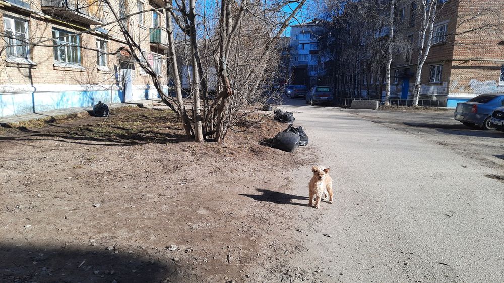 Черные мешки захватывают ухтинские дворы