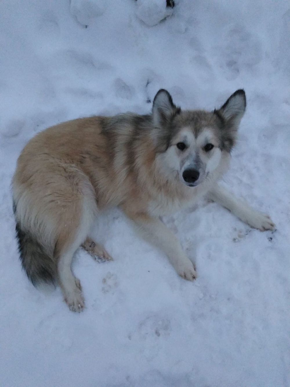 Бывший бездомный пёс спас молодую ухтинку, тонувшую в реке
