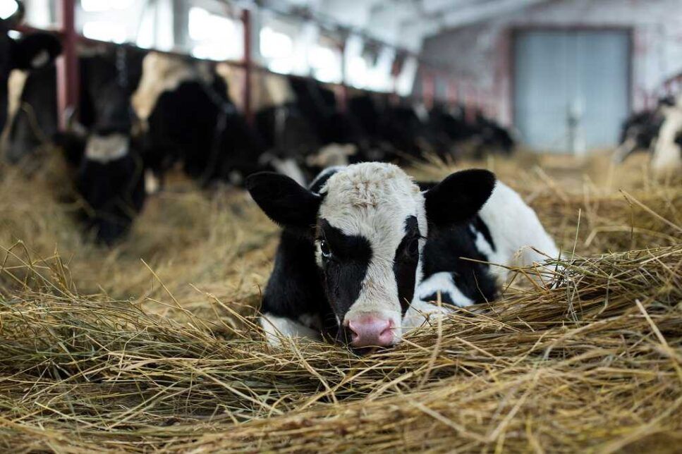 За год в Коми увеличилось производство мяса, молока и яиц