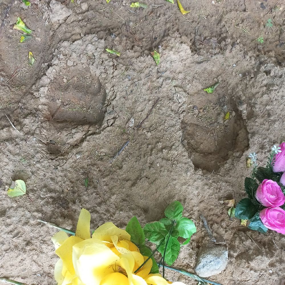 На кладбище в Ухте вокруг свежих могил топчутся медведи