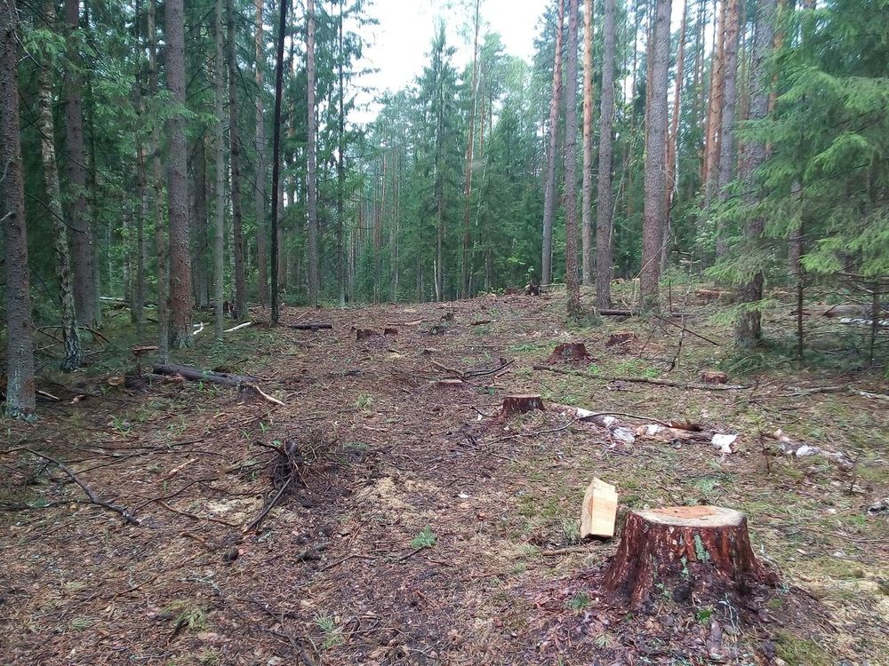 На делянке под Ухтой исчез сторож
