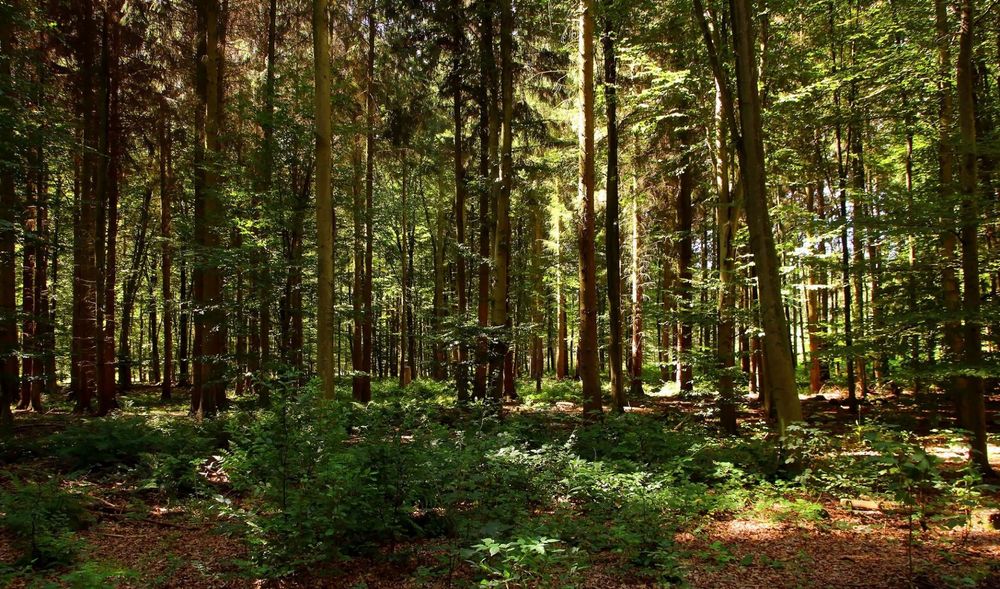 В Ухте спасатели искали мужчину, который выгуливая собаку, заблудился в лесу