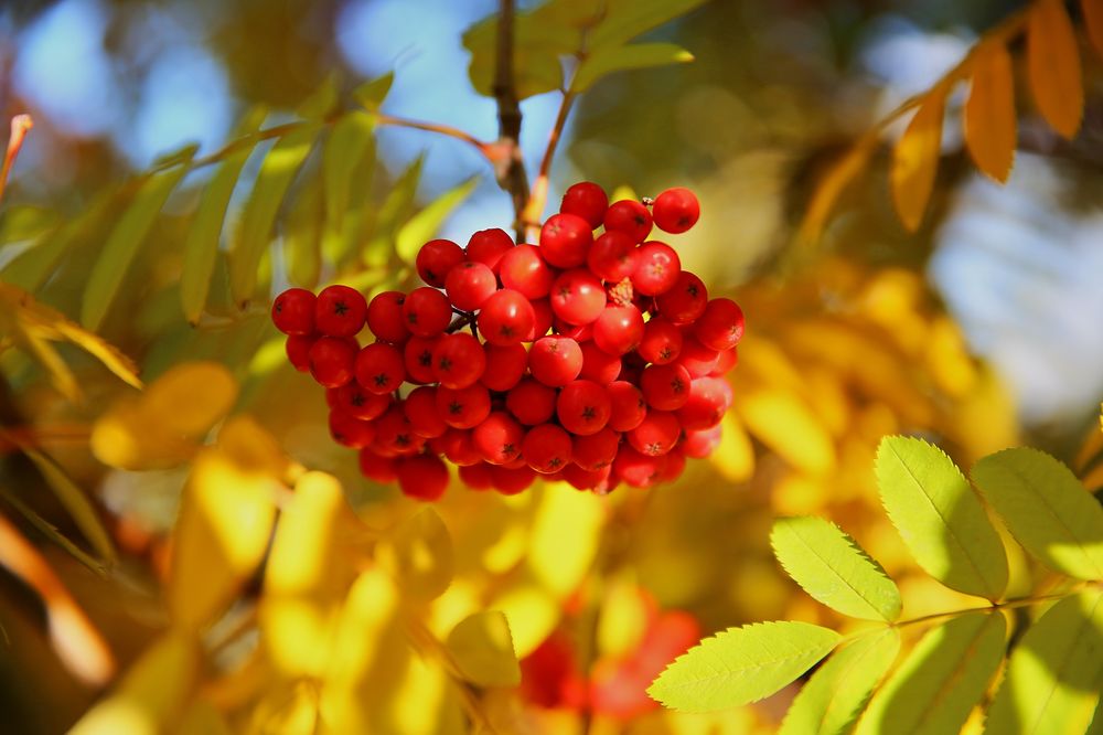 "Бабье лето" еще себя покажет