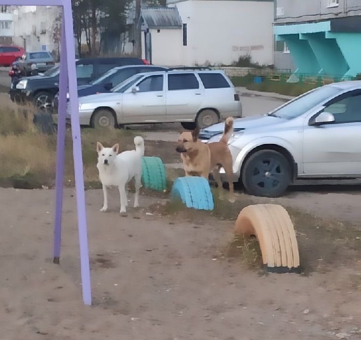 В Водном отловят собаку, которая напала на ребенка