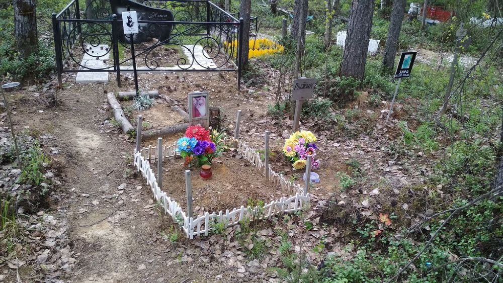 В Ухте определяют подрядчика для ликвидации несанкционированного кладбища домашних животных