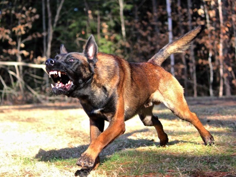 Администрация заплатит 75 тысяч рублей ухтинке за покусанную собакой руку