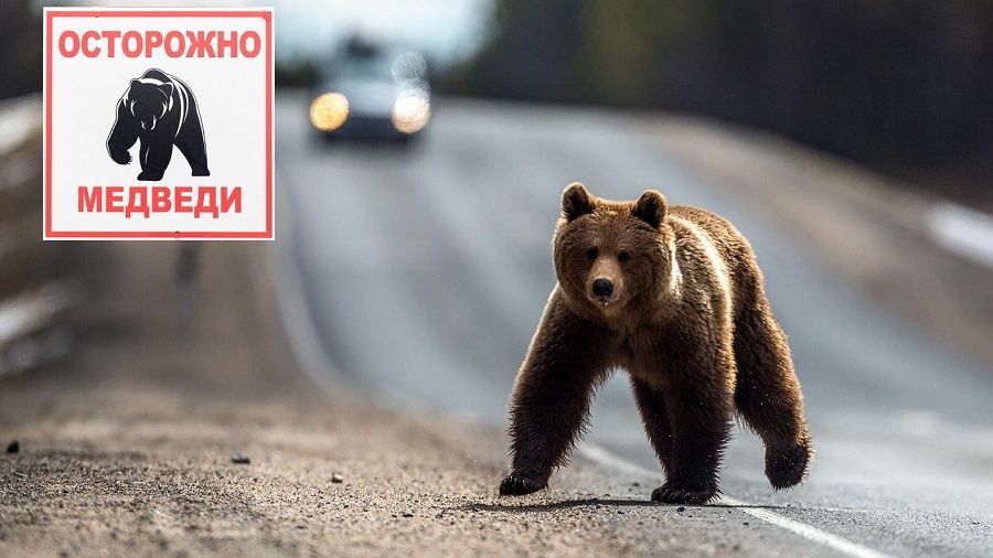 Госавтоинспекция призывает водителей быть внимательными на автодороге «Сыктывкар – Ухта» в связи с выходом медведей