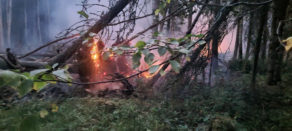 В районе Борового горит 3 гектара леса