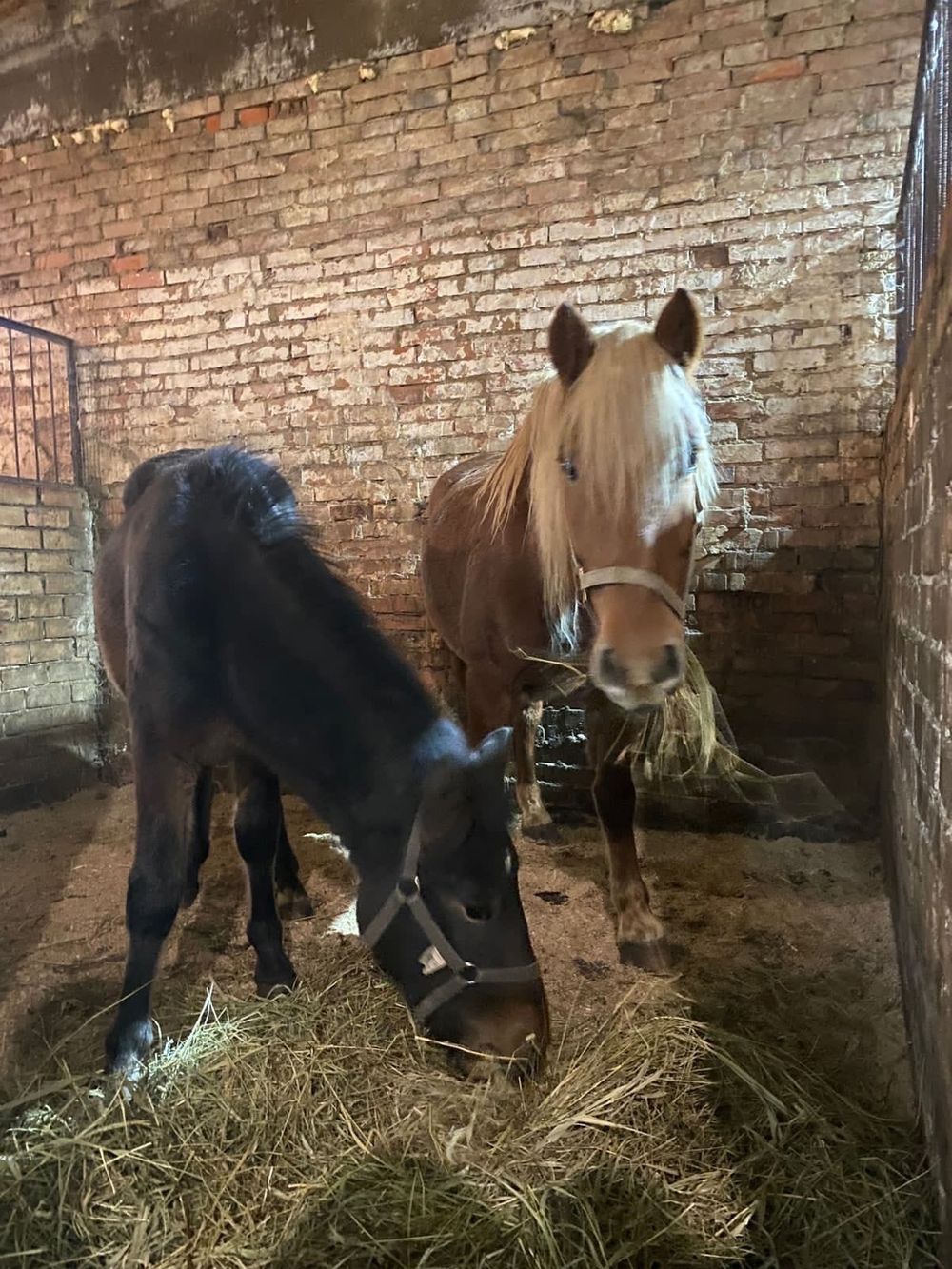 Жители Коми за три часа собрали нужную сумму, чтобы спасти лошадей и пони