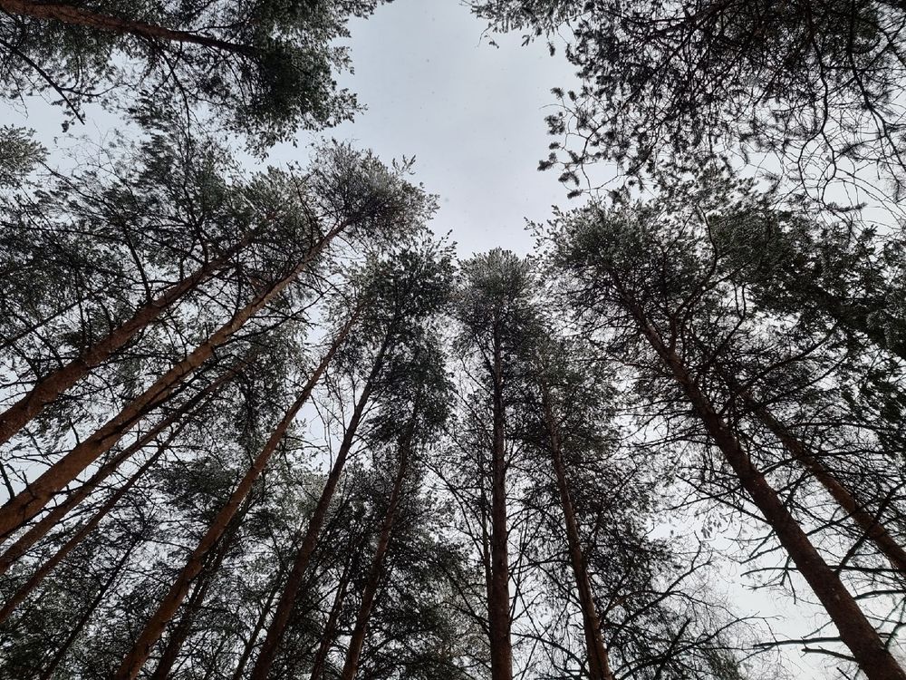 Ухтинцы обеспокоены вырубкой деревьев в детском парке