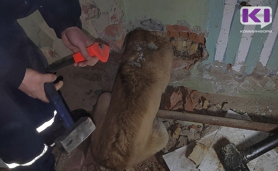 Ухтинские спасатели выехали на помощь собаке
