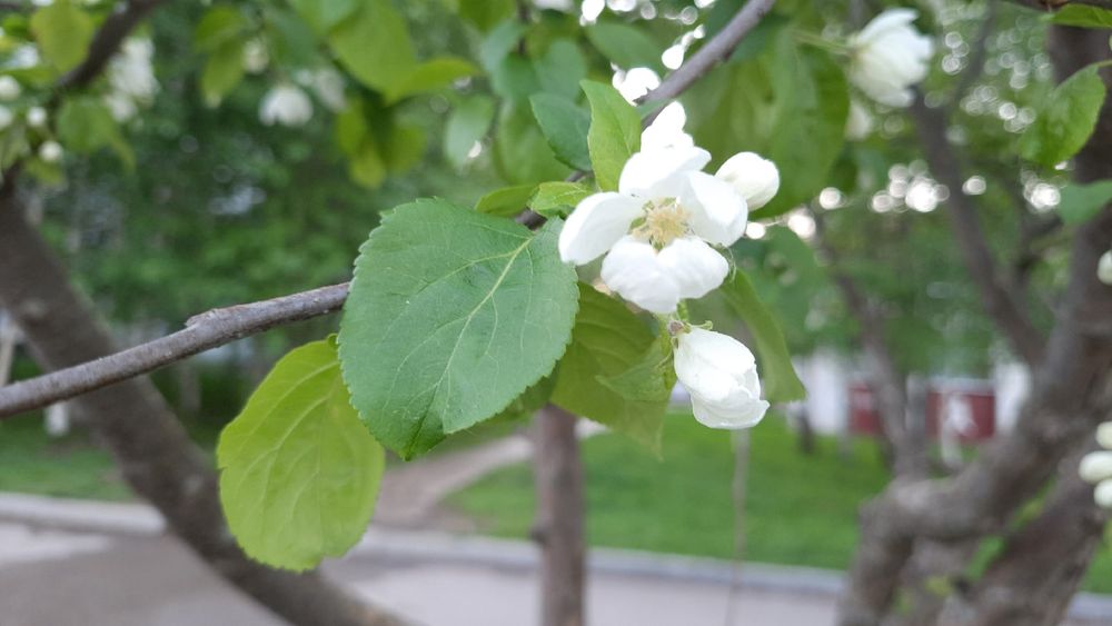 В Ухте планируют посадить яблони, вишни, крыжовник, жимолость, смородина и еще 30 видов растений