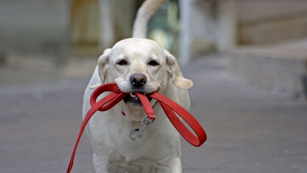 В Госдуме предложили ввести штраф для хозяев собак за их самовыгул