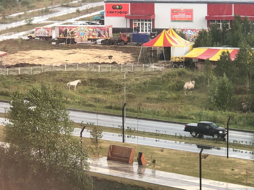 Многочисленные нарушения выявлены в работе цирка в Ухте