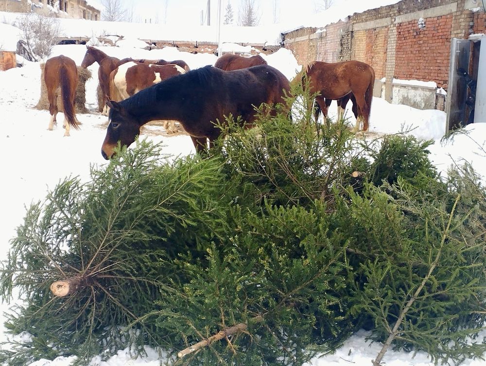 Ёлочки, собранные в Ухте, Сосногорске и Ижме, отправили  в конноспортивный центр "Планета" в Шудаяге.