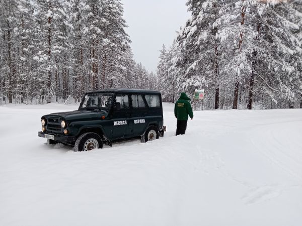 Преступление века раскрыто: житель села срубил метровую ёлку