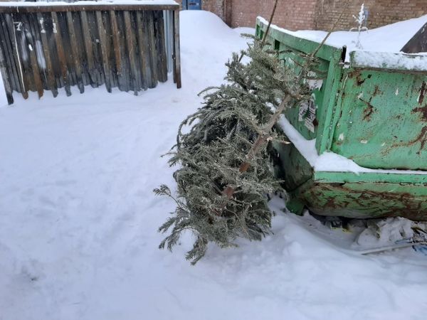 Новогодние ёлки получат вторую жизнь