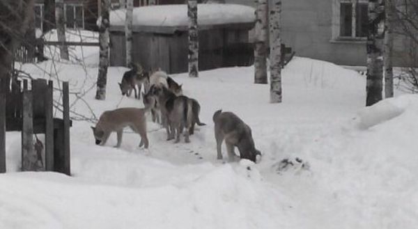 Ухта далеко не лидер в списке по нападению собак на людей