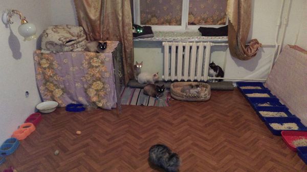 20 кошек в одной квартире: чиновники через суд пытаются заставить ухтинку убраться дома