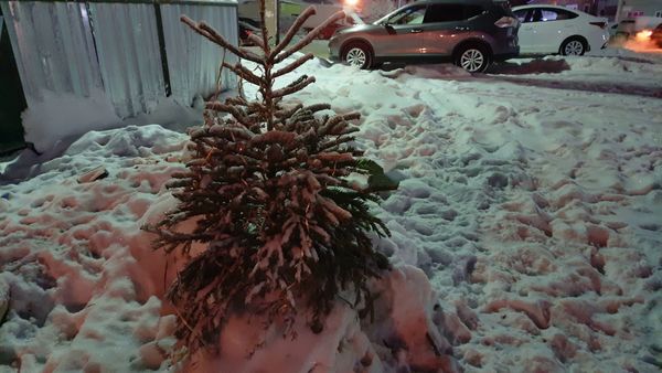 Акция по сбору новогодних ёлок началась