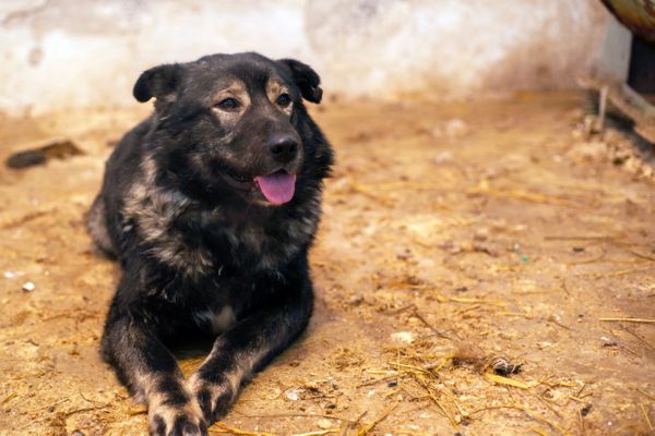 Знакомьтесь - МиХан, он же Мишка, он же Хан
