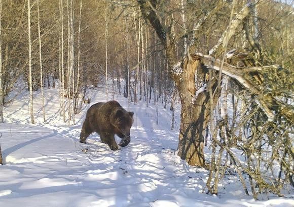 Медведь-шатун возле Седъю попал на видео. Но как оказалось, ухтинец просто неудачно пошутил над своим другом