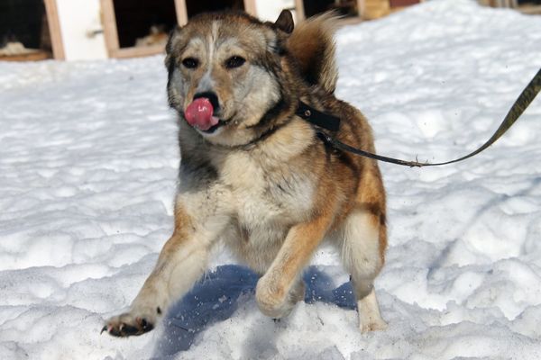 Красотка Роза ищет хозяина