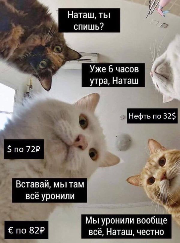 Автор мема про настойчивых котов решила зарегистрировать торговый знак «Наташ, мы все уронили»
