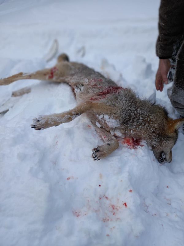 Возле поселка Водный охотники застрелили двух волков