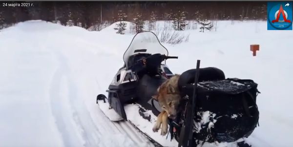 10 дней понадобилось охотнику, чтобы выследить двух волков возле поселка Водный (видео)