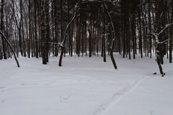 Жители Коми гибнут в поисках наркотиков