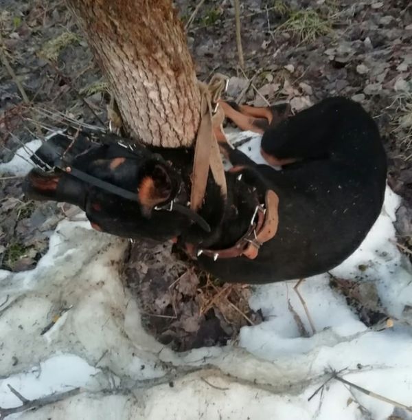 В Сыктывкаре добермана привязали к дереву и оставили умирать в лесу