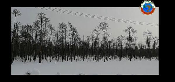 Почему высыхает лес на Лачьеле?