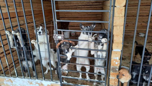 Путин поручил разработать закон об учете домашних животных