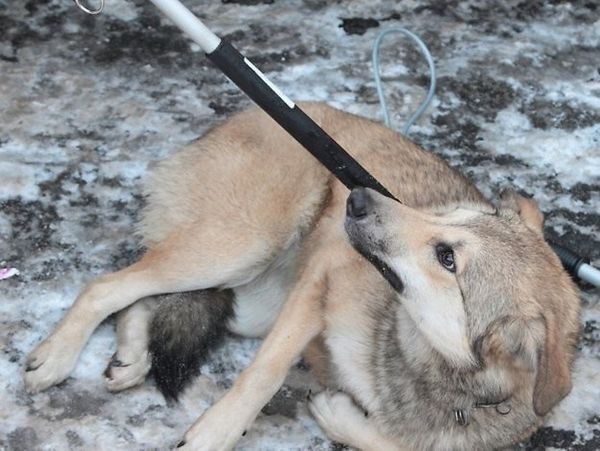 Ухтинский суд взыскал полмиллиона рублей в пользу пострадавших от укусов собак