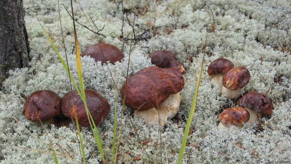 За грибами в лес теперь надо ходить с линейкой