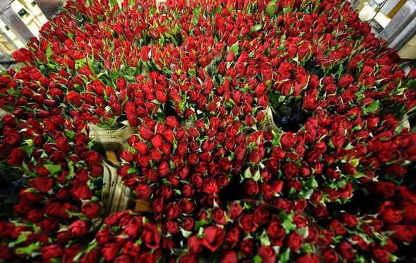 Миллион, миллион, миллион алых роз: Ухта закупит цветов практически на три миллиона рублей