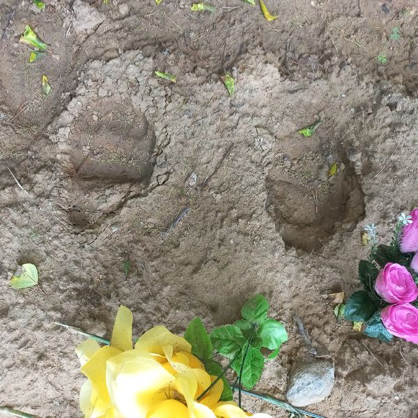 На кладбище в Ухте вокруг свежих могил топчутся медведи