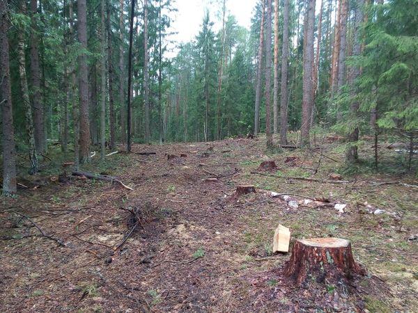 На делянке под Ухтой исчез сторож